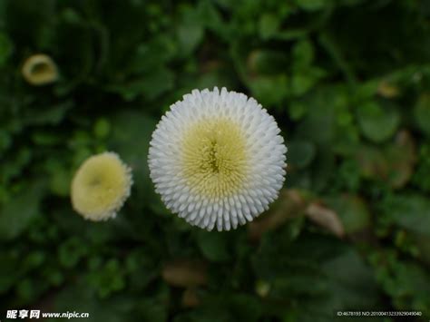 白色小雛菊花語|雛菊的花語寓意有哪些呢？